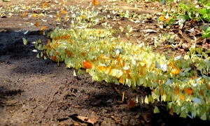 Bai Dinh Pagoda – Trang An – Cuc Phuong National Park Private 2 Days 1 Night