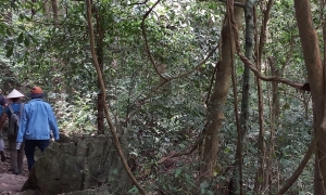 Bai Dinh Pagoda – Trang An – Mua Cave – Cuc Phuong National Park Private  2 Days 1 Night